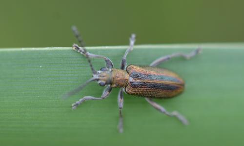 Donacia vulgaris